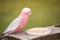 Australian Rose-Breasted Cockatoo