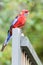 Australian rosella in a Sydney garden