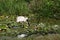 Australian royal spoonbill feeding in pond