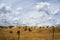 Australian rural landscape in drought