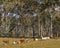 Australian Rural Scene Gum Trees and Cows