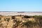 Australian Salt Lake and spinifex grass