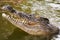 Australian saltwater crocodile