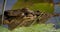 Australian Saltwater Crocodile close up