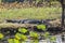 Australian Saltwater crocodile Crocodylus porosus with open mouth lying on riverbank