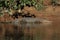 Australian Saltwater Crocodile Daintree NP, Queensland, Australien