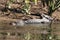 Australian Saltwater Crocodile Daintree NP, Queensland, Australien