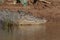 Australian Saltwater Crocodile Daintree NP, Queensland, Australien