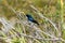 Australian Satin Flycatcher