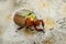 Australian Scarab or Christmas Beetle