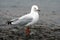 Australian Sea Gull in water