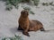 An Australian sea lion baby