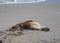 Australian sea lion feeds its baby puppy, Neophoca cinerea, on the beach at Seal Bay, Kangaroo Island, South Australia