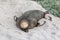 Australian sea lion Neophoca cinarea asleep at Seal Bay Conservation Park