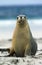 Australian Sea Lion, neophoca cinerea, Adult standing on Beach, Australia