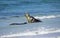 Australian Sea Lion, neophoca cinerea, Adults standing in Waves, Australia