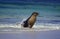 Australian Sea Lion, neophoca cinerea, Female emerging from Ocean, Australia