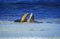Australian Sea Lion, neophoca cinerea, Females standing in Water, Australia