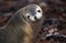 Australian Sea Lion, neophoca cinerea, Portrait of Adult, Australia