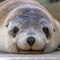 Australian Sea Lion Pup at Kangaroo Island