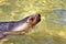 Australian Sea-Lion surfacing to breathe