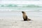 Australian Sea Lion, Waves, Kangaroo Island