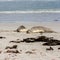 Australian Sea Lions Neophoca cinerea sleeping on Kangaroo Island beach, South Australia, Seal bay