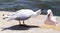 Australian Seagull Aggressively Warning Off Another Gull