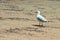 An Australian Seagull on the beach