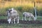 Australian sheep on the farm