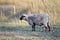 An Australian sheep on the farm