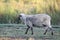 An Australian sheep walking on the farm