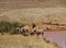 Australian sheep at the waterside of a pond