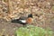 Australian shelduck