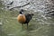 An Australian shelduck