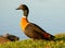 Australian Shelduck