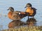 Australian Shelduck Pair