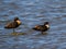 Australian Shelduck Tadorna Tadornoides