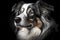 Australian sheperd dog portrait. Generative ai design