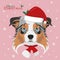 Australian Sheperd dog with red Santas hat and a woolen scarf for winter