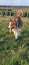 Australian sheperd in grass