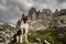 Australian Sheperd under 3 Cime di Lavaredo