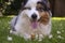 Australian shepher lying in grass