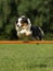 Australian shepherd