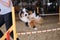 Australian Shepherd Aussie black tricolor without tail runs fast and jumps high over barrier at agility competitions. Shepherds