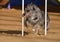 Australian Shepherd (Aussie) at Dog Agility Trial