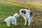 Australian Shepherd and a Bichon Frise in the green field