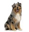 Australian shepherd blue merle, sitting, panting, 4 years old