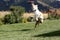 Australian Shepherd catching her disk in mid air