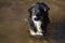 Australian Shepherd in Creek